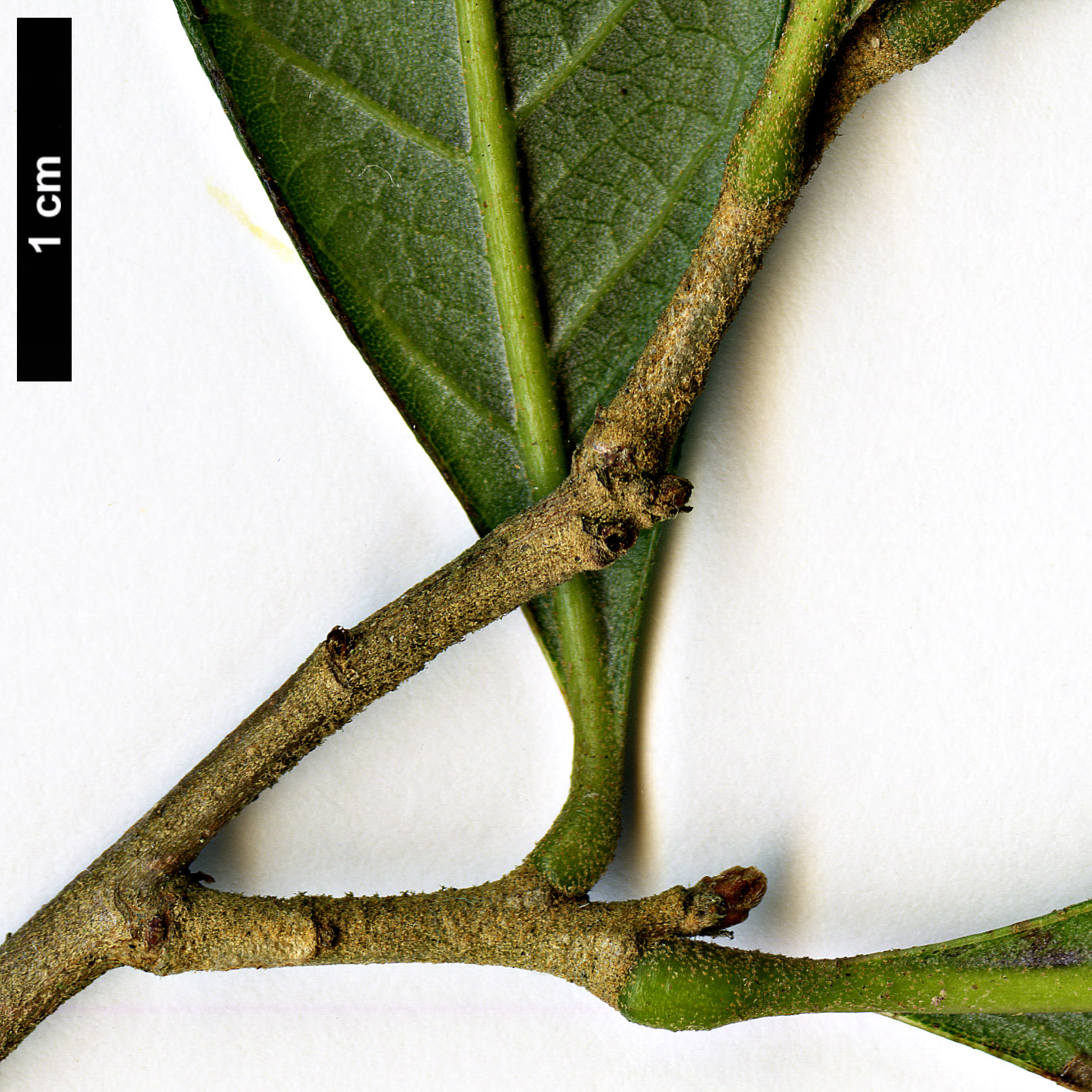 High resolution image: Family: Fagaceae - Genus: Quercus - Taxon: cubana